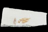 Bargain, Cretaceous Fossil Fish (Armigatus) - Lebanon #102567-1